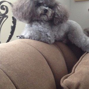 Meet your Posher, Simone